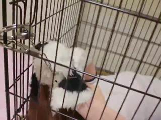 Kigurumi σκύλος σε κλουβί δέσιμο και breathplay: ελεύθερα σεξ ταινία 65